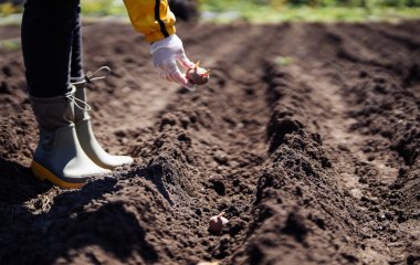 Коли садити картоплю 2025 року: запам'ятайте важливе правило, щоб завжди отримувати 100% урожай