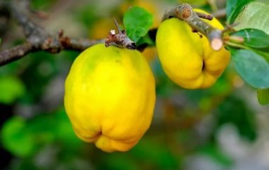 Айва – найкращий фрукт для сердечників та песимістів