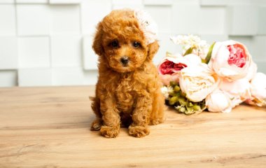 Той-пудель не занял призового места на выставке, но покорил всех своей походкой (ВИДЕО)