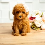 Той-пудель не занял призового места на выставке, но покорил всех своей походкой (ВИДЕО)