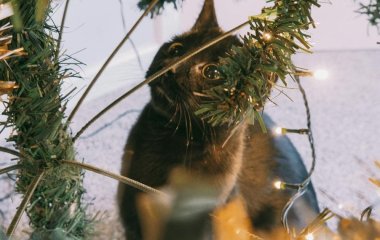 Не 