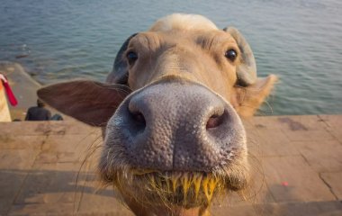 Корова на батуте стала новой звездой Сети (ВИДЕО)