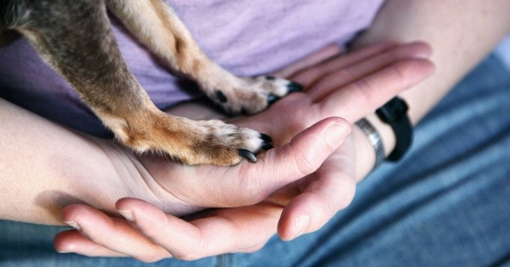 Коли пес торкається вас лапою — це не випадковість: ось який сигнал він подає