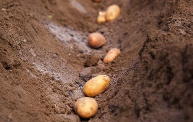 Що потрібно посадити у березні: 8 овочів для щедрого літнього врожаю