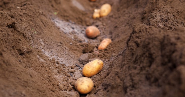 Що потрібно посадити у березні: 8 овочів для щедрого літнього врожаю