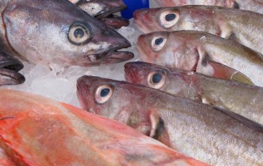 Врачи назвали самую полезную рыбу для повышения иммунитета