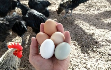 Яйця будете роздавати: 10 найкращих порід курей-несучок
