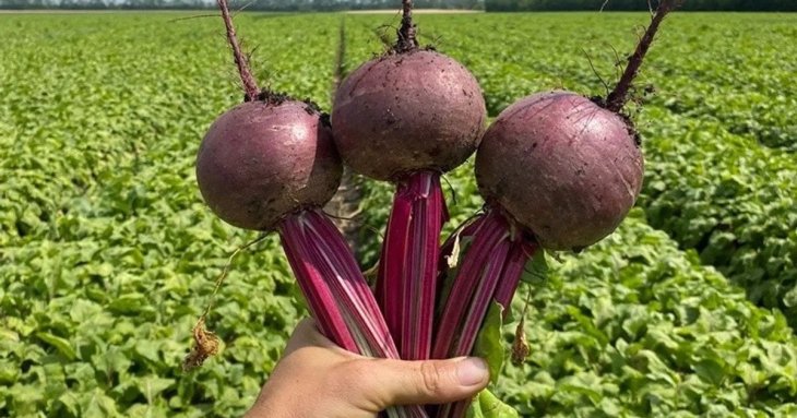 Найсмачніший сорт буряка назвав фермер: він перевершує популярні гібриди