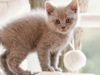 Мережі насмішило кошеня, що вміє розслаблятися (ВІДЕО)