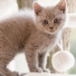 Сети насмешил котенок, умеющий расслабляться (ВИДЕО)