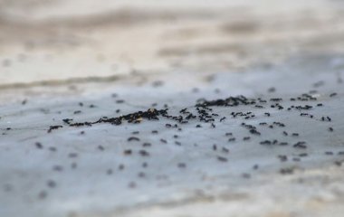 Забудете про цю напасть: два засоби від мурах на городі, які працюють на 100%