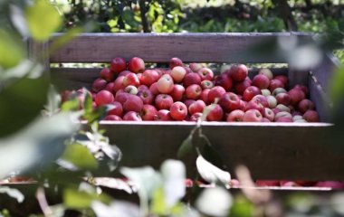Дієтолог пояснила, як не набрати вагу через літні продукти