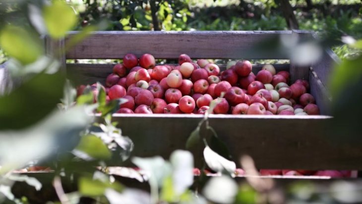 Дієтолог пояснила, як не набрати вагу через літні продукти