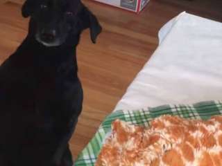 Сети покорила реакция собаки на «операцию» над ее игрушкой (ВИДЕО)