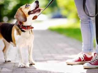 Дрон с сосиской помог вытащить собаку из болота (ВИДЕО)