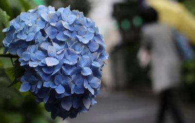 Місця, куди категорично не можна саджати гортензії: інакше вони не зацвітуть