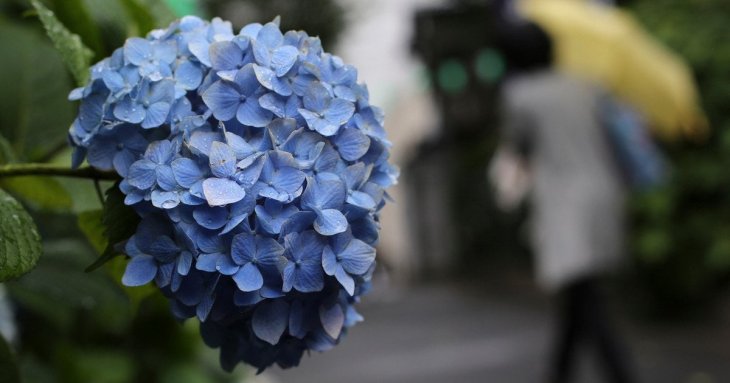 Місця, куди категорично не можна саджати гортензії: інакше вони не зацвітуть