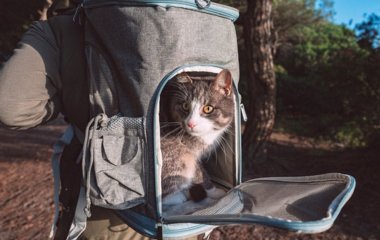 Що покласти в переноску для кота, щоб він не боявся візиту до ветеринара