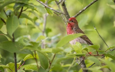 Птахи та гризуни бояться цього, наче вогню: як захистити свій сад і город від непроханих гостей
