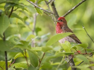 Птахи та гризуни бояться цього, наче вогню: як захистити свій сад і город від непроханих гостей