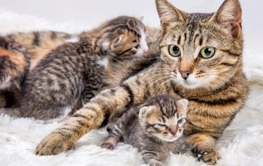 Сети насмешили кошки, пристально наблюдающие за игрой в мяч (ВИДЕО)