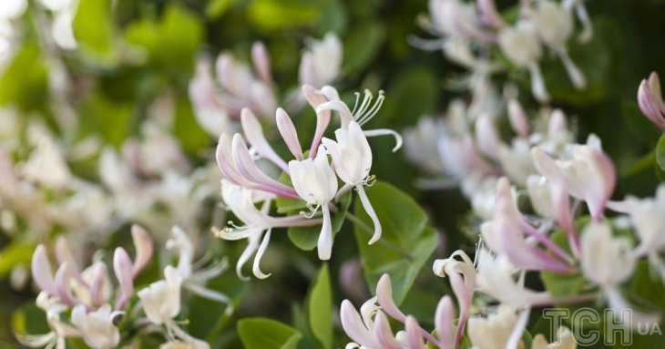 Ці чагарники можуть знищити ваш сад: експерти склали список небажаних рослин