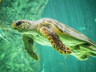 Энергичная черепаха стала звездой Сети (ВИДЕО)