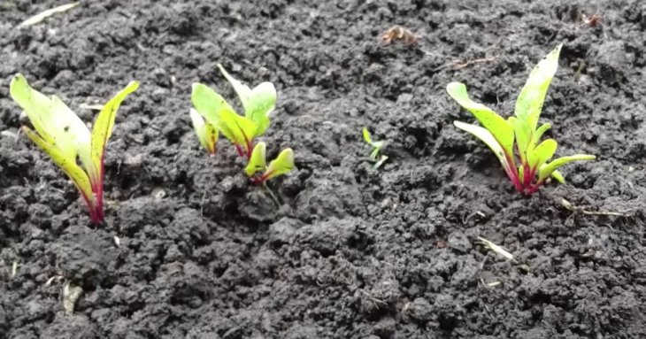 Коли та як сіяти буряк у відкритий ґрунт