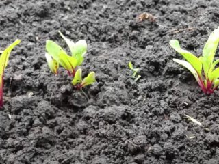 Коли та як сіяти буряк у відкритий ґрунт