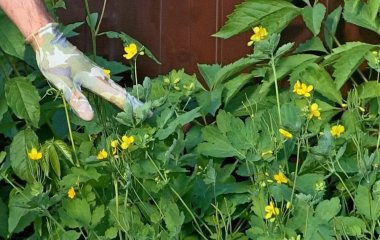 Чому не потрібно знищувати чистотіл: перетворіть його на на потужний інсектицид та добриво