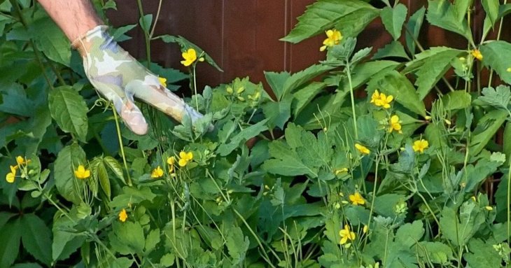 Чому не потрібно знищувати чистотіл: перетворіть його на на потужний інсектицид та добриво