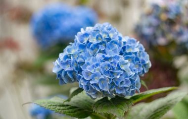 Квітнути буде від вересня і до морозів: найкраще підживлення гортензії в липні в домашніх умовах