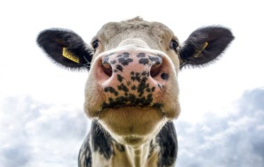Ці кумедні корови втекли з ферми, щоб скупатися в озері (ФОТО)