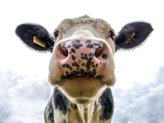 Ці кумедні корови втекли з ферми, щоб скупатися в озері (ФОТО)