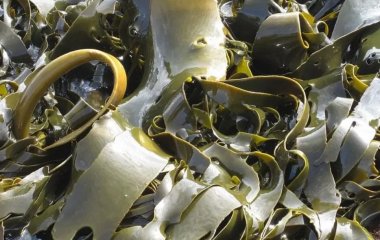 Лікар-дієтолог розповіла, за рахунок чого морська капуста зміцнює імунітет