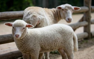 Сети насмешила овца, решившая стать постояльцем отеля (ВИДЕО)