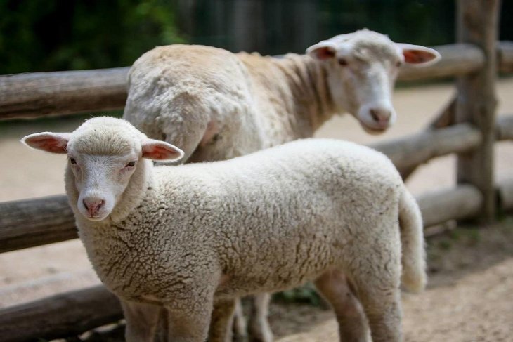Сети насмешила овца, решившая стать постояльцем отеля (ВИДЕО)