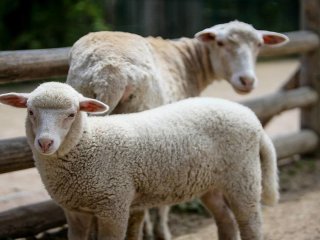Мережі насмішила вівця, яка вирішила стати постояльцем готелю (ВІДЕО)