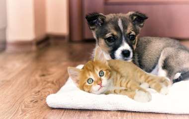 Особливості харчування цуценят та кошенят: посібник для дбайливих власників
