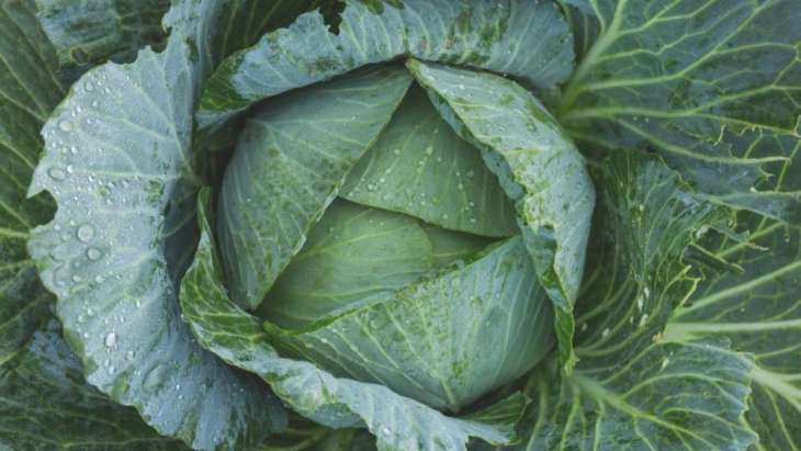 Диетолог назвала помогающий в борьбе с раком овощ