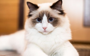 Сети насмешила кошка с необычным талантом (ВИДЕО)