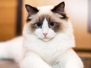 Сети насмешила кошка с необычным талантом (ВИДЕО)
