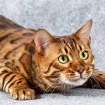 Кошка, ворующая резинки для волос из шкафа, попалась с поличным (ВИДЕО)