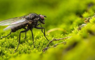 Як відлякати комарів, мух і мошок без хімії: потрібні лише два інгредієнти
