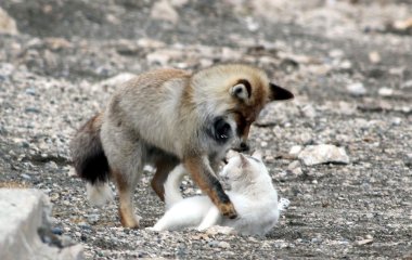 На видео попала лиса, которая нагло ворует еду у кота