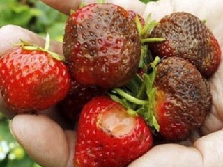 Хвороби та шкідники полуниці: як з ними боротися розповіли досвідчені городники