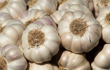 Щоб озимий часник виріс розміром із кулак: 7 секретів від агрономів для великого врожаю