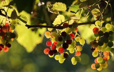 Чем полезно и вредно для организма регулярное употребление винограда