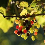 Чем полезно и вредно для организма регулярное употребление винограда