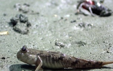 Риби, які вміють ходити: що відомо про найдивніших мешканців водойм
